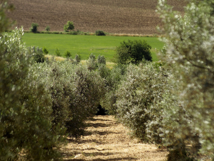 Olio della Sabina: l’alta qualità ha i cultivar più particolari